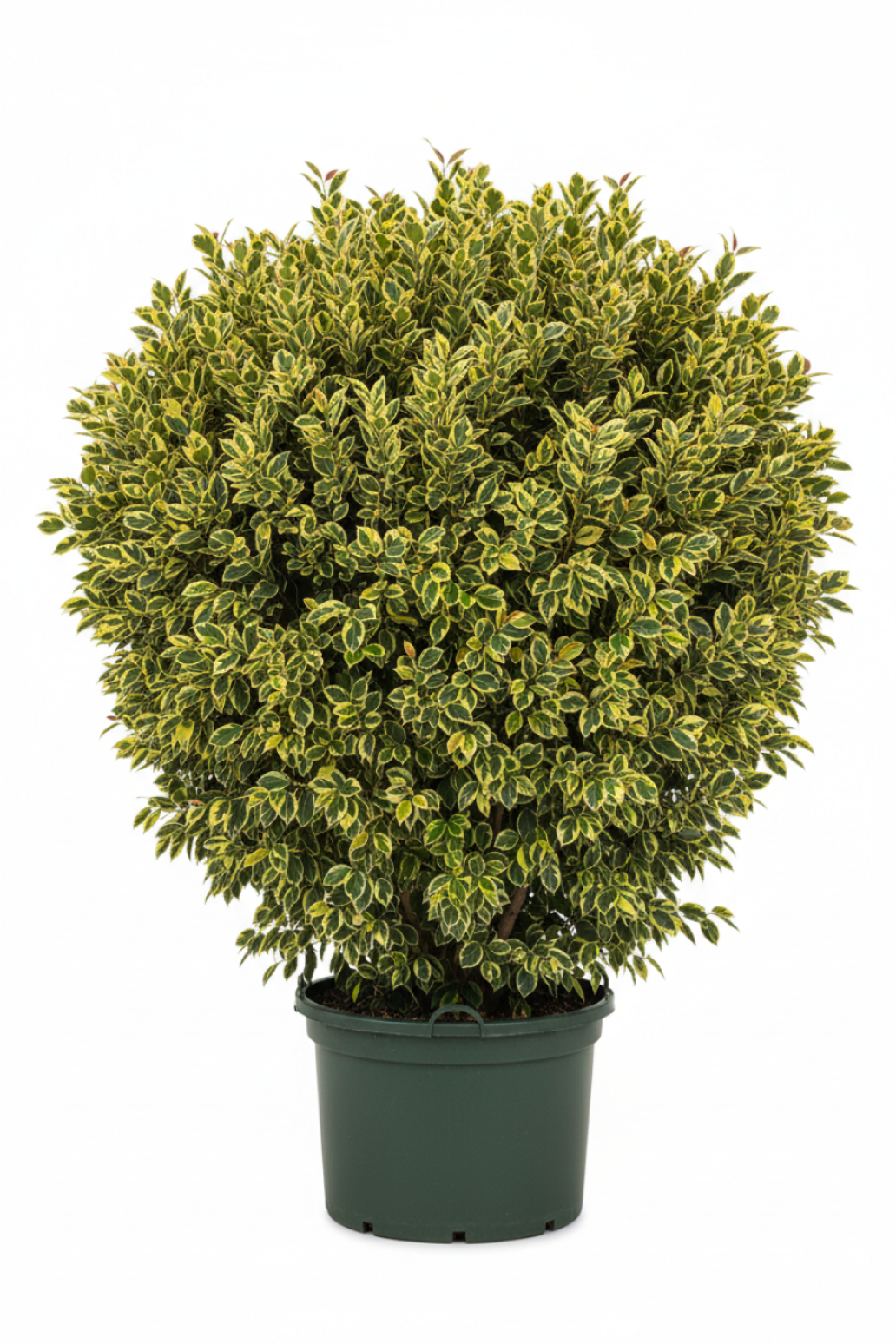 Ficus Bushy Golden King 55cm - Full view