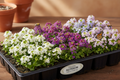 Alyssum