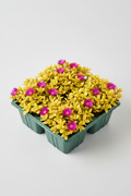Aptenia Cordifolia Aurea 6-pack nursery tray with golden foliage and magenta flowers