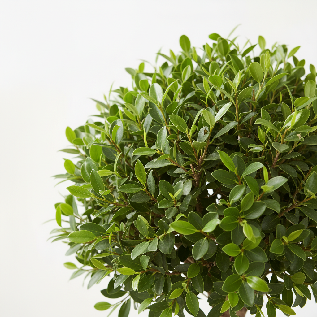 Ficus Bushy Benjamina leaf detail