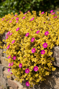 Aptenia Cordifolia Aurea with golden foliage and magenta daisy-like flowers