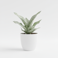 Sansevieria Moonshine Silver in white pot