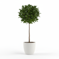 Ficus Lollipop Risenhout in white pot