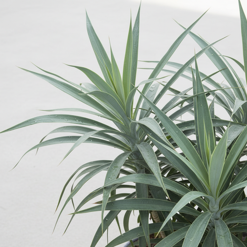 Dracaena Glauca 3in1 - Close Up