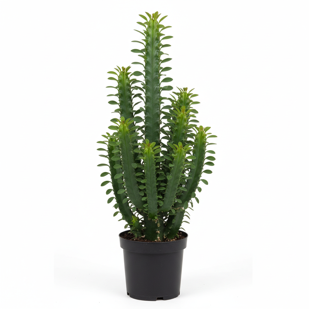 Euphorbia Trigona - White Background