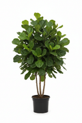Ficus Bushy Lyrata 2pp 30cm - Full view