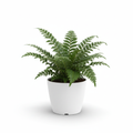 Fern Holly Cyrtomium falcatum in nursery pot