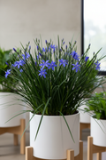 Aristea Ecionea with vivid blue star-shaped flowers and slender iris-like foliage