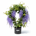Petrea Volubilis Blue 5L - product shot