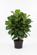 Ficus Bushy Lyrata Special 16cm - Full view
