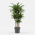 Dracaena Massangeana 3in1 - White Background