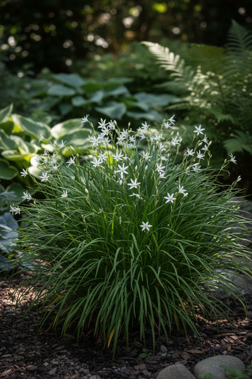 Anthericum Saundersiae with lush arching grassy foliage and starry white flowers