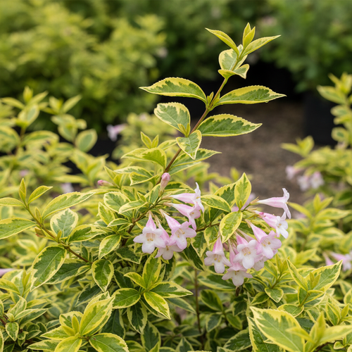 Abelia Francis Mason close-up foliage and flowers