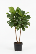 Ficus Bushy Lyrata 2 Heads 23cm - Full view
