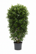 Ficus Bushy Moclame 30cm - Full view