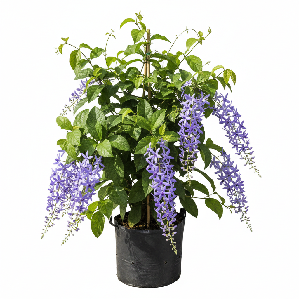 Petrea Volubilis 10L - product shot