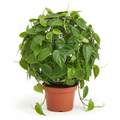Philodendron Scandens Green Wire Ball