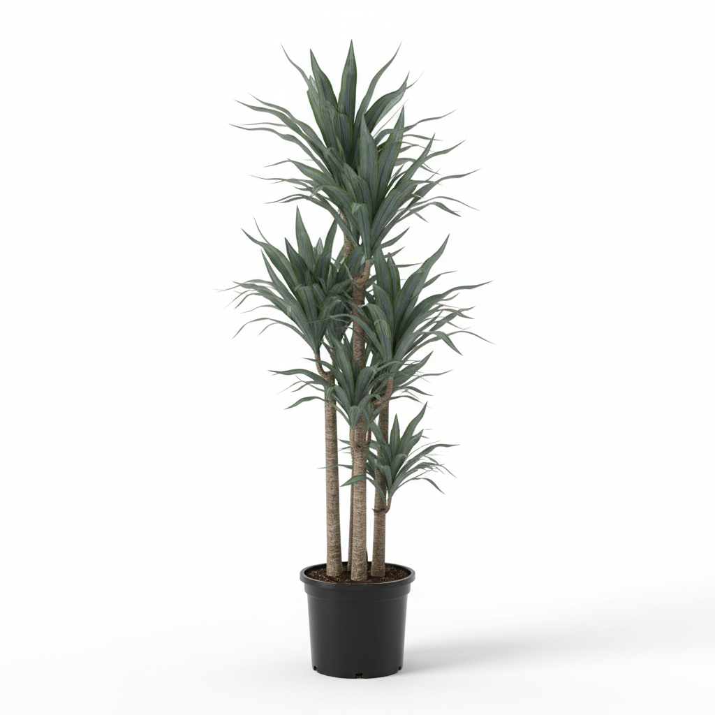 Dracaena Glauca 3in1 - White Background