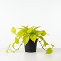 Philodendron Scandens Lemon