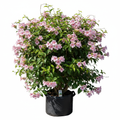 Pandorea Jasminoides Rosea 20L - product shot