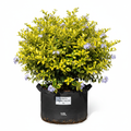 Durantha Compact Yellow 10L in nursery bag - product shot