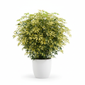 Schefflera Arboricola Bushy Gold Var in white pot
