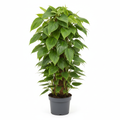 Philodendron Scandens Green 1.2m P/P