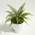 Fern Asplenium Viviparum in nursery pot