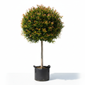 Syzygium Paniculatum 60L Single Ball - product shot