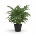 Philodendron Selloum (16cm)