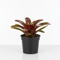 Cryptobergia Rubra - White Background