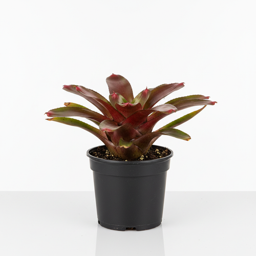 Cryptobergia Rubra - White Background