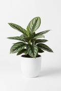 Aglaonema Maria full plant