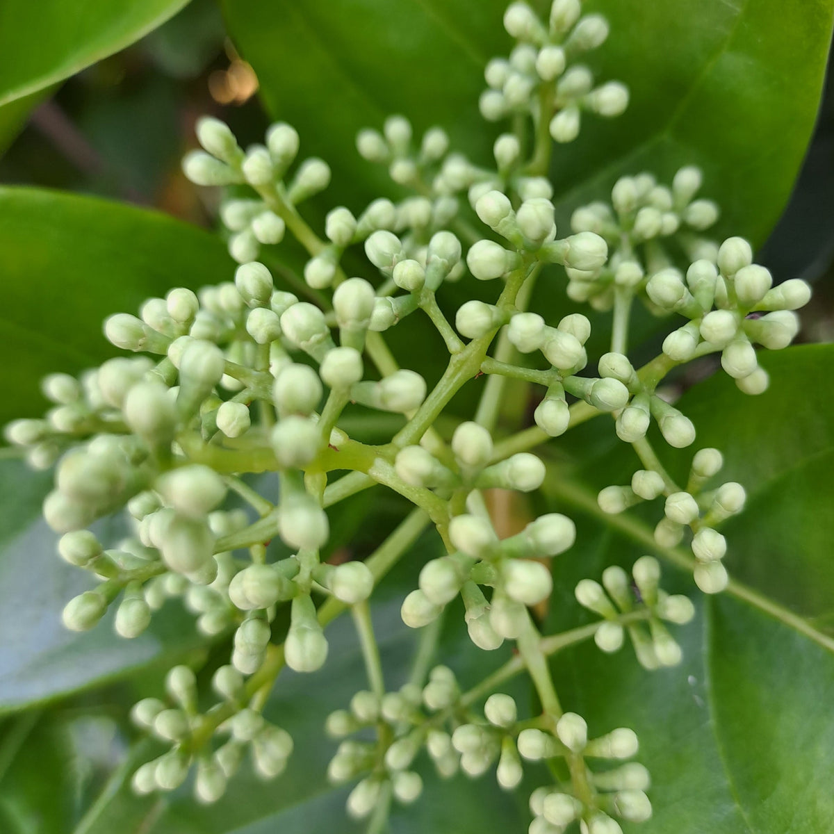 Viburnum sinensis (Sweet Viburnum)