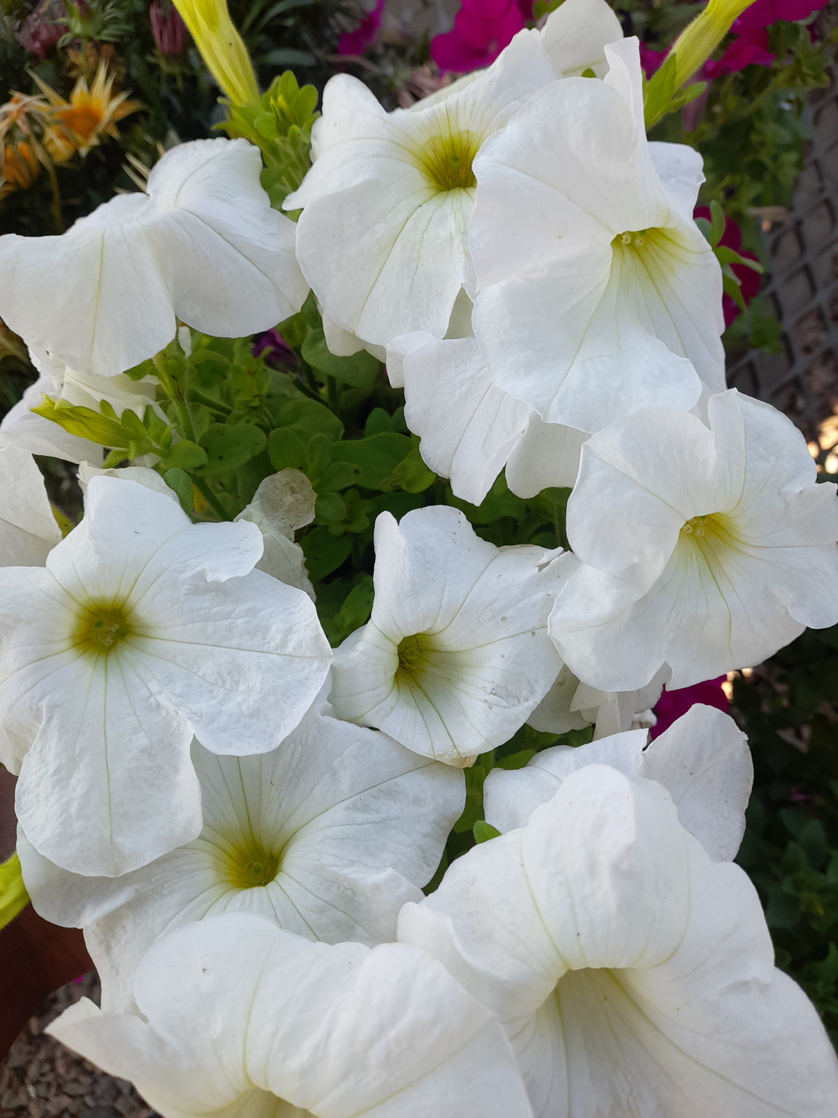 Petunia Seedlings 6-Pack