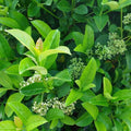 Viburnum sinensis (Sweet Viburnum)